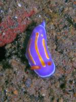Pectenodoris trilineata (ordre Nudibranches)